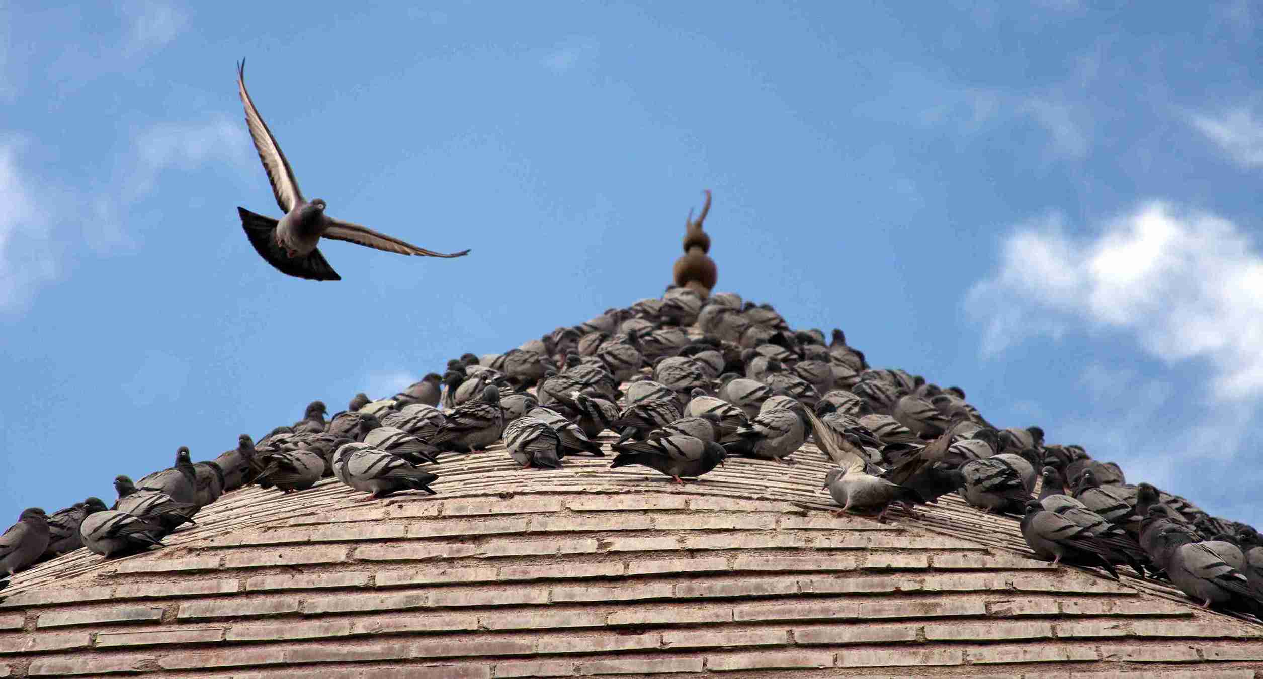 Control de palomas y eliminación de nidos en Alzira