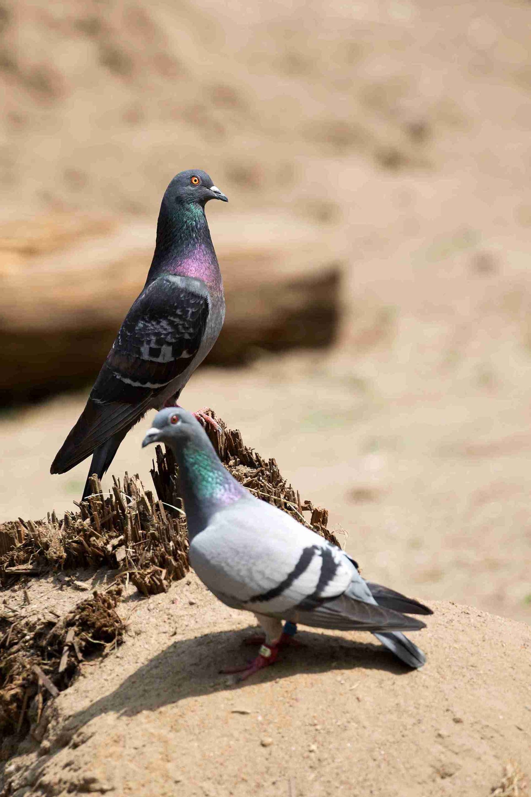 Control de palomas y limpieza de suciedad en Torrent