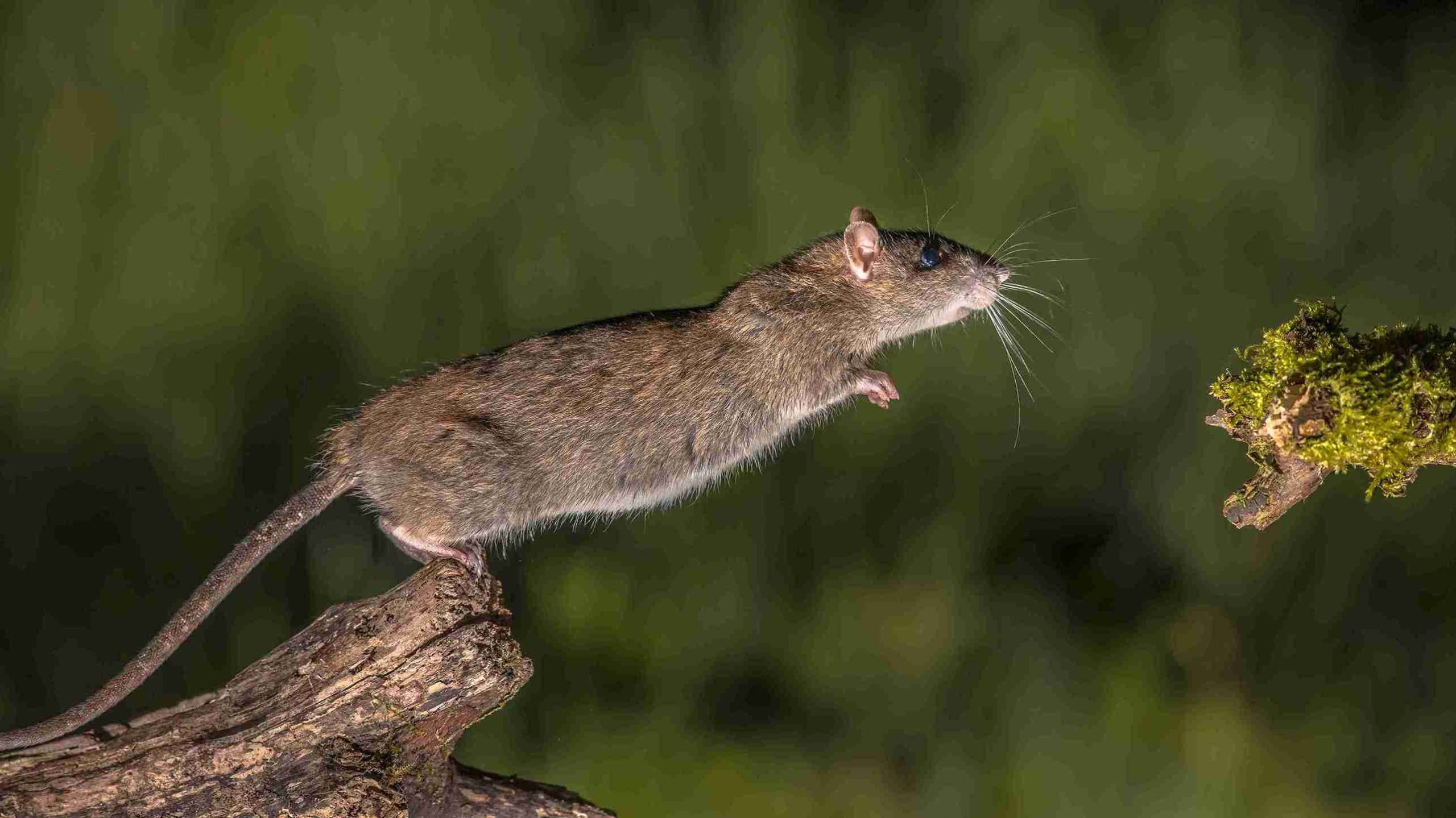 Exterminación de ratas en patios de Gandía