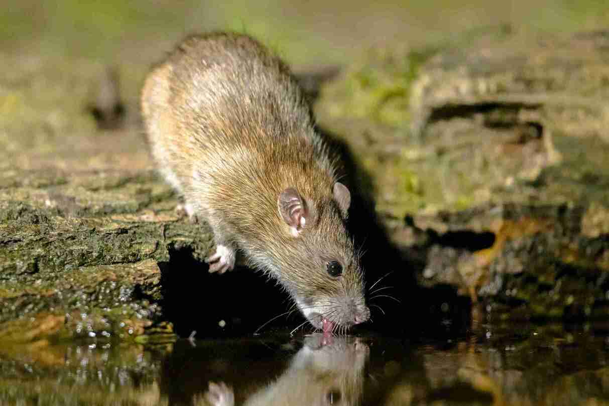 Exterminación de ratas en Paterna