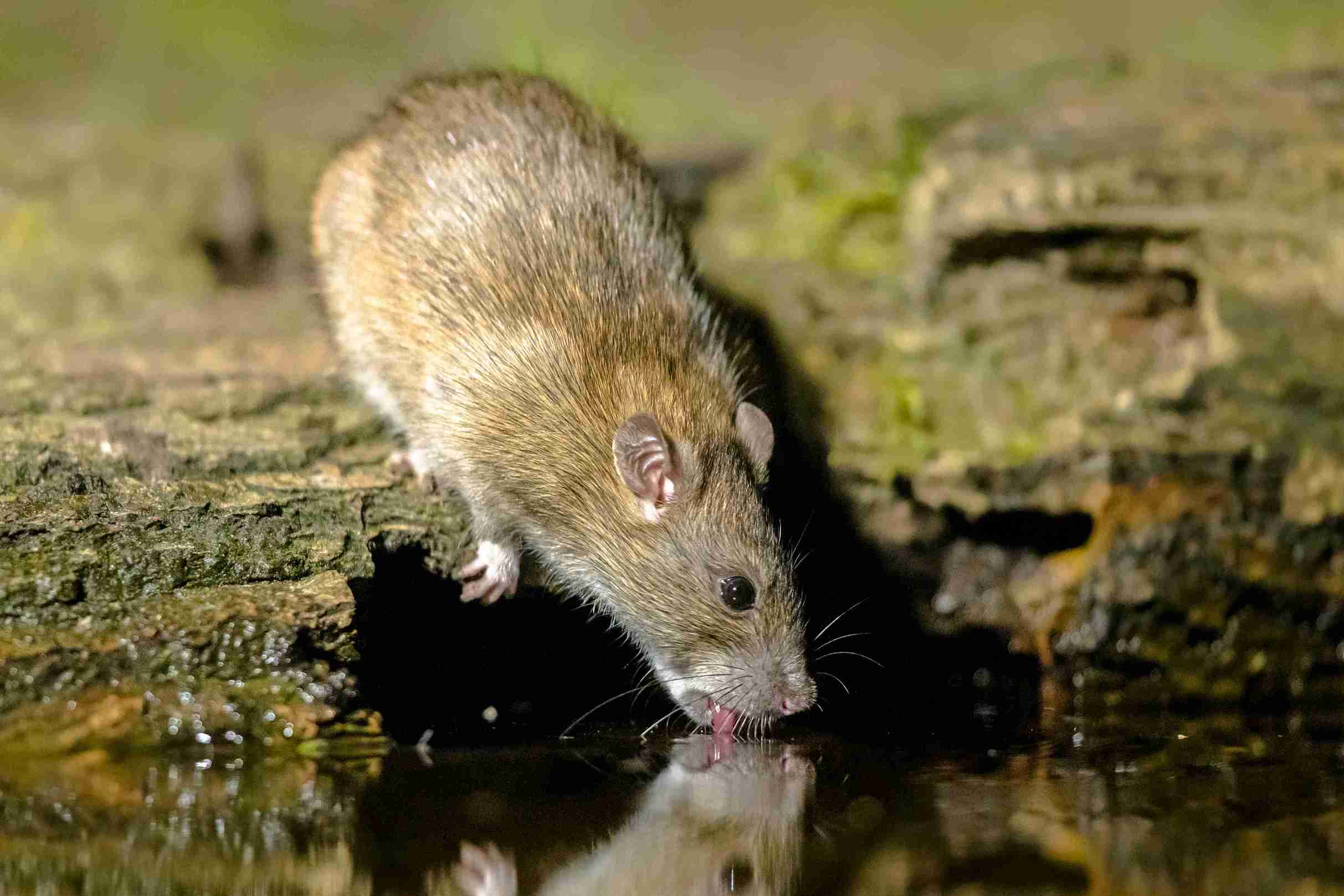 Exterminación de ratas en Torrent