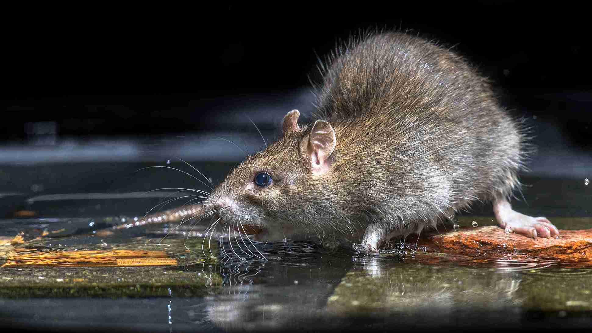 exterminación ratas jardín en valencia