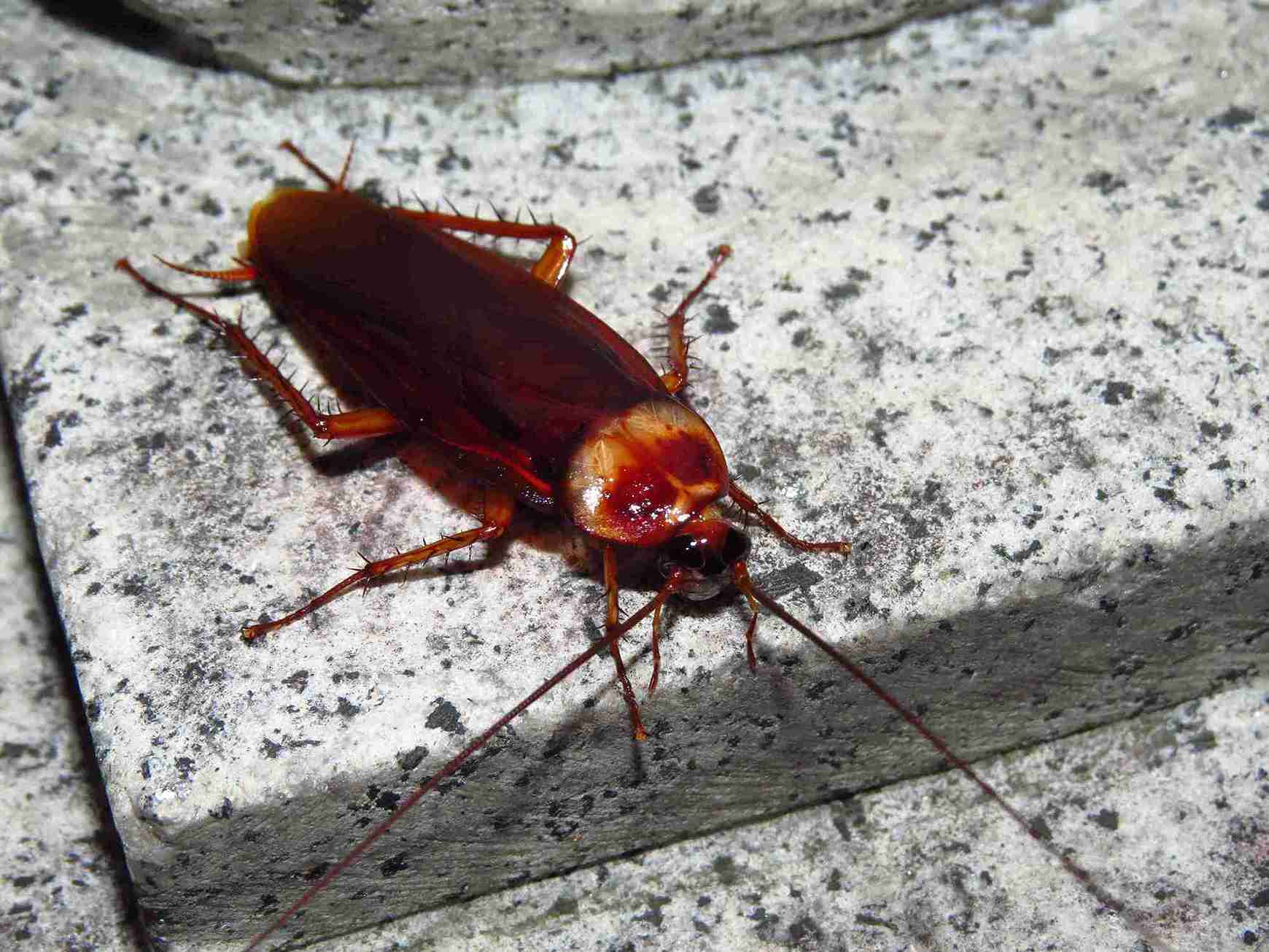 fumigación de-cucaracha en casa en valencia