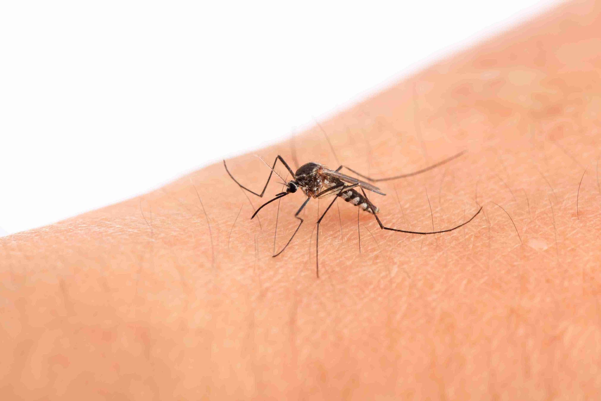 Fumigación de mosquitos en Torrent