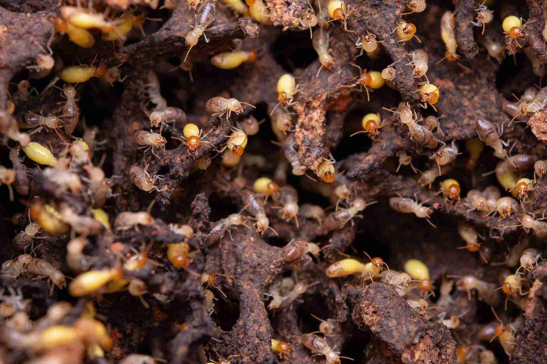 Tratamientos y fumigación de termitas en Sagunto