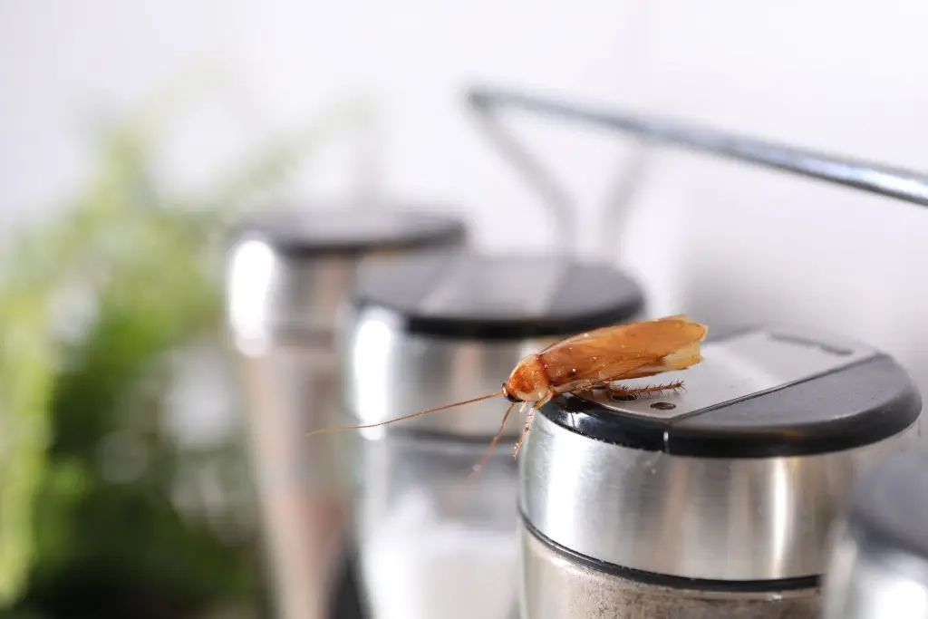 cucarachas en cocina en valencia