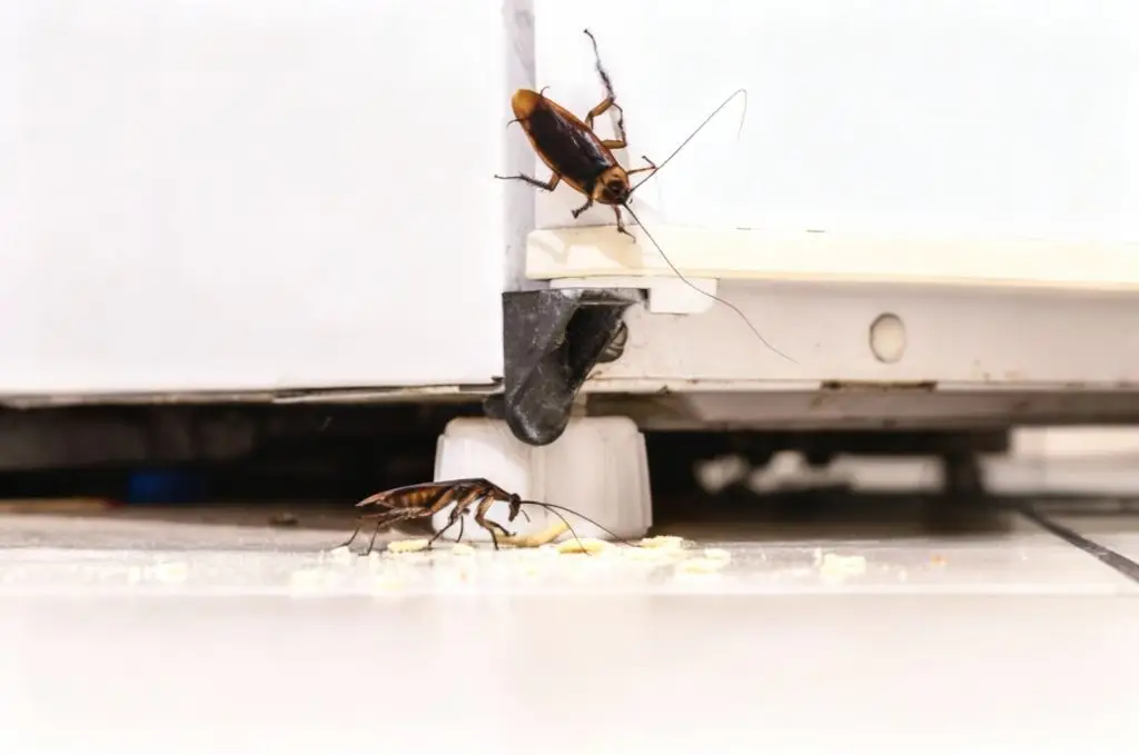 cucarachas en nevera de valencia