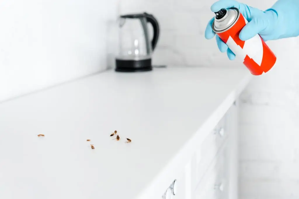 remedios caseros cucharachas