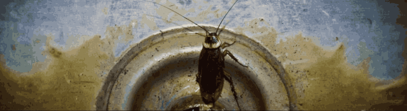 Cucarachas tras una DANA: riesgos y solución en hogares y negocios